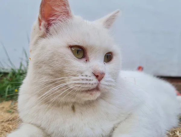 Beautiful Persian Breed Cat Home Garden Close Shot — Zdjęcie stockowe