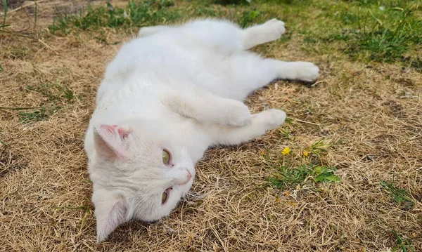 Beautiful Persian Breed Cat Home Garden Close Shot —  Fotos de Stock