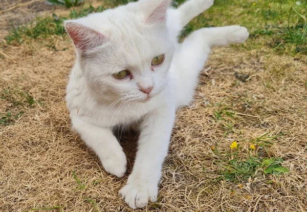 Beautiful Persian Breed Cat Home Garden Close Shot — Foto de Stock