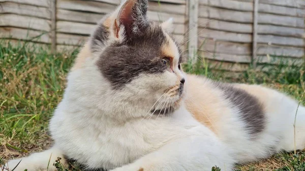 Όμορφη Περσική Γάτα Φυλή Στο Σπίτι Κήπος Κοντινό Πλάνο — Φωτογραφία Αρχείου