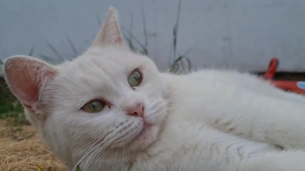 Beautiful Persian Breed Cat Home Garden Close Shot — Vídeo de Stock