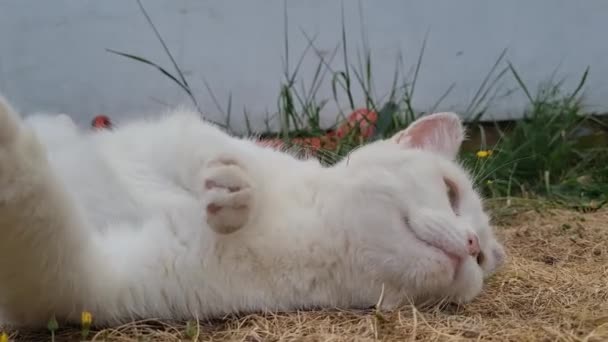 Beautiful Persian Breed Cat Home Garden Close Shot — Video Stock