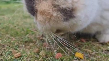 Beautiful Persian Breed Cat in the Home Garden, close up shot