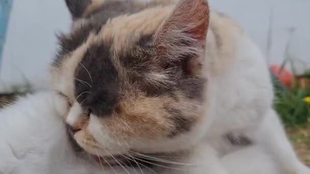 Beautiful Persian Breed Cat Home Garden Close Shot — Video Stock