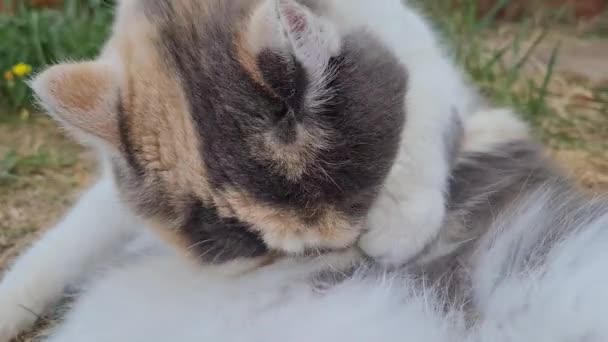 Beautiful Persian Breed Cat Home Garden Close Shot — Wideo stockowe