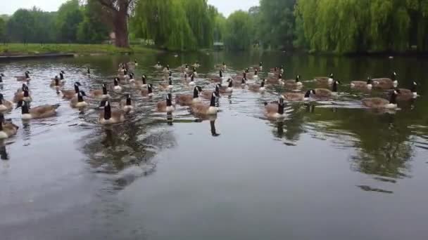 Lake Water Birds Local Public Park Cloudy Day — Stockvideo