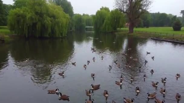 Lake Water Birds Local Public Park Cloudy Day — Stockvideo