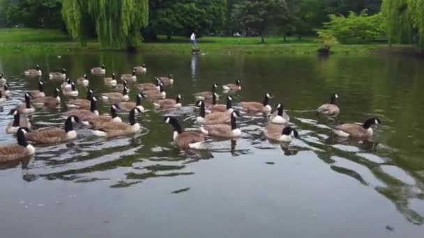 Lake Water Birds Local Public Park Cloudy Day — Video