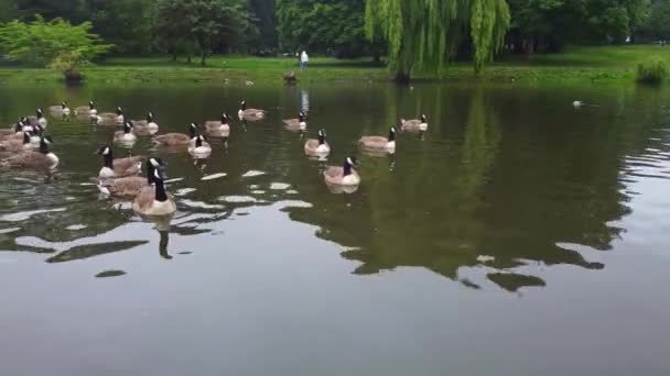 Lake Water Birds Local Public Park Cloudy Day — 비디오