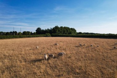 High Angle view of British Sheep Farms at Countryside of England UK, it was Sunset Time