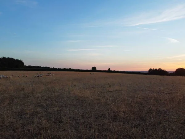 High Angle View British Sheep Farms Countryside England Sunset Time — Stok fotoğraf