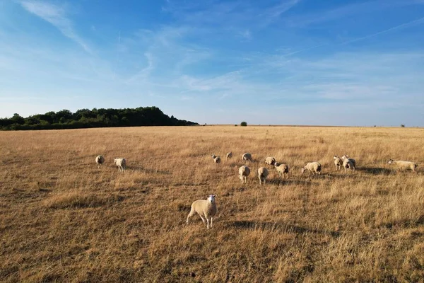 High Angle View British Sheep Farms Countryside England Sunset Time — Stockfoto