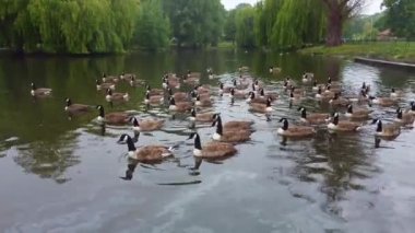 Lake and Water Birds at Local Public Park on a Cloudy Day, 