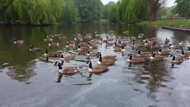 Lake Water Birds Local Public Park Cloudy Day — Stok video