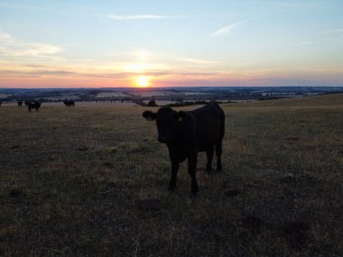 Beautiful Black British Cows at England's Countryside Farms, Drone's Footage at Sunset