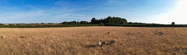 Drone High Angle Footage Sheep Farm Sunset Time Farm Located — 图库照片