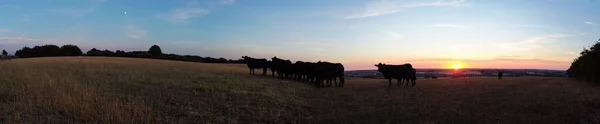 Beautiful Black British Cows England Countryside Farms Drone Footage Sunset — стокове фото