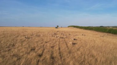 Beautiful Sheep and lamb farm located at England, Bedfordshire UK, Drone's High Angle Footage