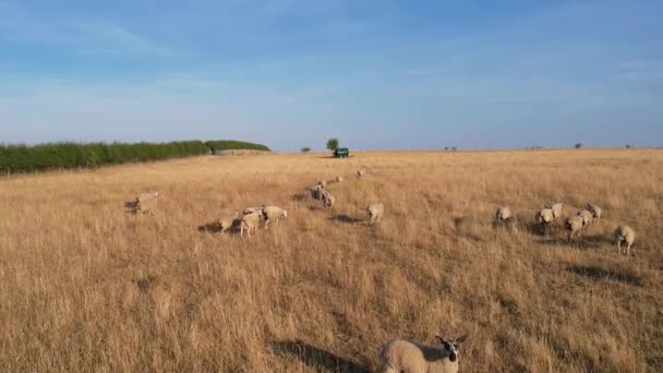 Beautiful Sheep Lamb Farm Located England Bedfordshire Drone High Angle — Stockvideo