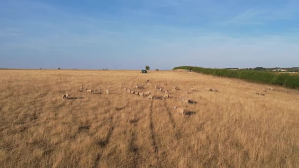 Beautiful Sheep Lamb Farm Located England Bedfordshire Drone High Angle — Vídeos de Stock