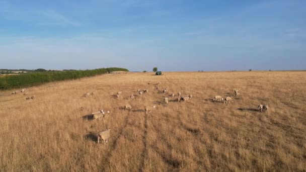 Beautiful Sheep Lamb Farm Located England Bedfordshire Drone High Angle — Vídeo de stock