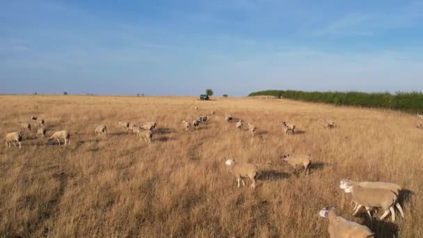 Beautiful Sheep Lamb Farm Located England Bedfordshire Drone High Angle — Stock Video