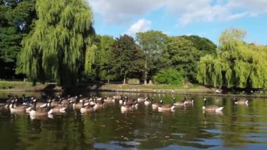 Water Birds are Swimming in the Lake Water of Local Public Park of Luton England Great Britain on a hot Day of Summer 2022, Drone's Camera Footage.