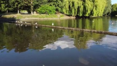 Water Birds are Swimming in the Lake Water of Local Public Park of Luton England Great Britain on a hot Day of Summer 2022, Drone's Camera Footage.