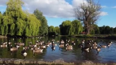 Water Birds are Swimming in the Lake Water of Local Public Park of Luton England Great Britain on a hot Day of Summer 2022, Drone's Camera Footage.