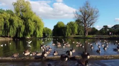 Water Birds are Swimming in the Lake Water of Local Public Park of Luton England Great Britain on a hot Day of Summer 2022, Drone's Camera Footage.