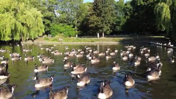 Water Birds Swimming Lake Water Local Public Park Luton England — Vídeos de Stock