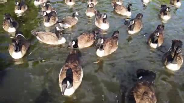 Water Birds Swimming Lake Water Local Public Park Luton England — Video