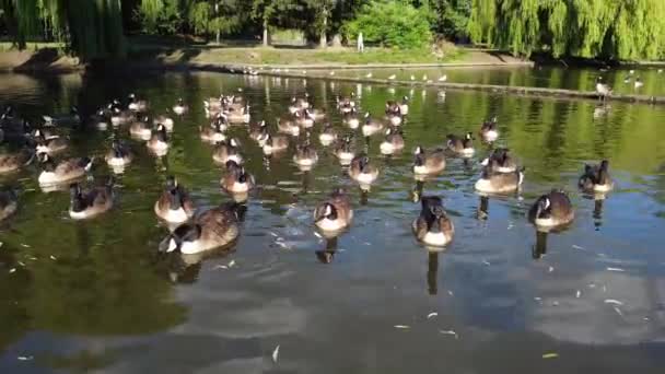 Water Birds Swimming Lake Water Local Public Park Luton England — Video Stock