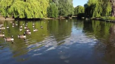 Water Birds are Swimming in the Lake Water of Local Public Park of Luton England Great Britain on a hot Day of Summer 2022, Drone's Camera Footage.
