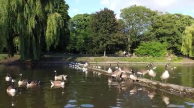 Water Birds are Swimming in the Lake Water of Local Public Park of Luton England Great Britain on a hot Day of Summer 2022, Drone's Camera Footage.