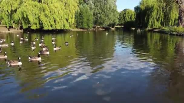 Water Birds Swimming Lake Water Local Public Park Luton England — Αρχείο Βίντεο