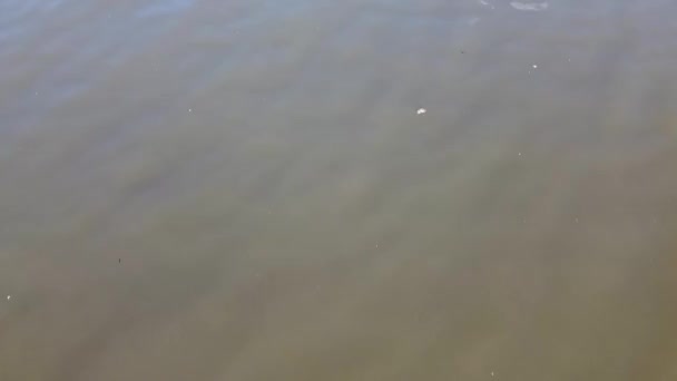 Водоплавающие Птицы Плавают Озерной Воде Местного Общественного Парка Лутон Великобритании — стоковое видео