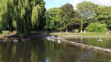 Water Birds are Swimming in the Lake Water of Local Public Park of Luton England Great Britain on a hot Day of Summer 2022, Drone's Camera Footage.