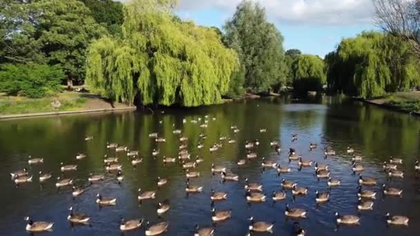 Water Birds Swimming Lake Water Local Public Park Luton England — Vídeo de stock