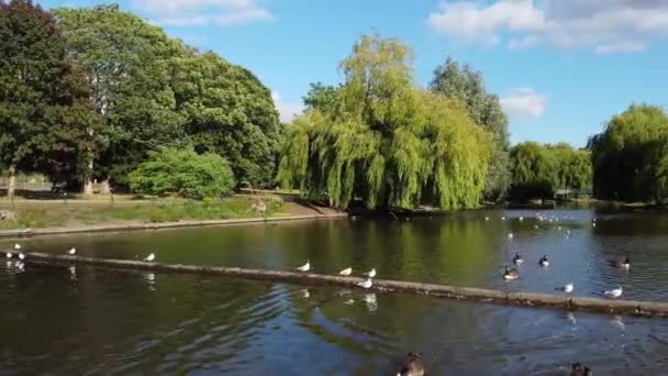 Water Birds Swimming Lake Water Local Public Park Luton England — 비디오