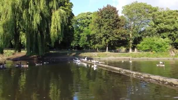 Water Birds Swimming Lake Water Local Public Park Luton England — ストック動画