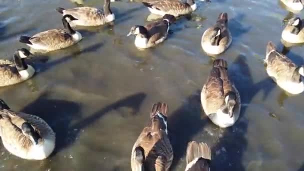 Water Birds Swimming Lake Water Local Public Park Luton England — Vídeo de stock