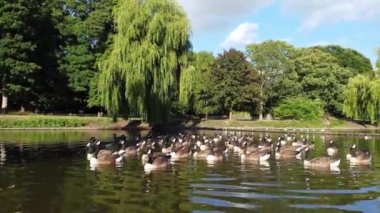 Water Birds are Swimming in the Lake Water of Local Public Park of Luton England Great Britain on a hot Day of Summer 2022, Drone's Camera Footage.