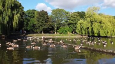 Water Birds are Swimming in the Lake Water of Local Public Park of Luton England Great Britain on a hot Day of Summer 2022, Drone's Camera Footage.