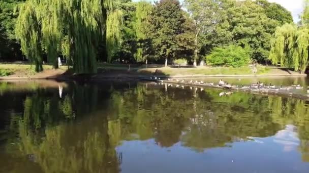Water Birds Swimming Lake Water Local Public Park Luton England — Stok video