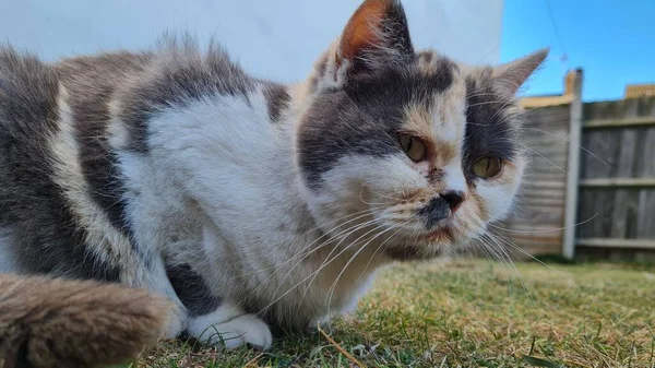 Beautiful Persian Cat Posing — Zdjęcie stockowe