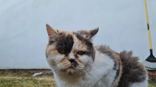 Beautiful Persian Cat Posing — 图库照片