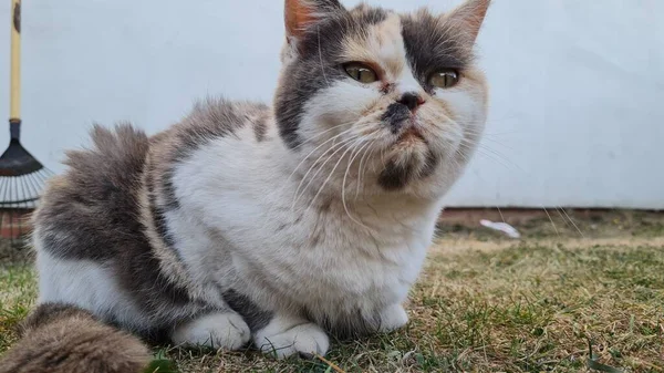 Beautiful Persian Cat Posing — 图库照片