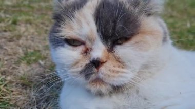 Kedi ev bahçesinde poz veriyor