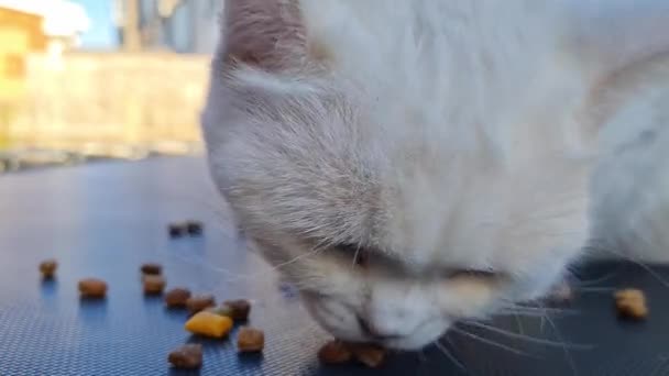 Gato Bonito Bonito Posando Comendo Comida — Vídeo de Stock